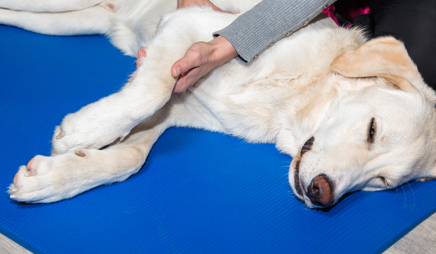 La Belle et ses Bêtes | Massage canin à Brownsburg, Québec
