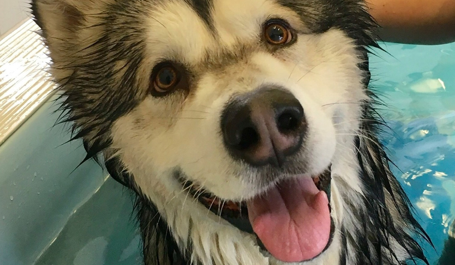 La Belle et ses Bêtes | Hydrothérapie pour chien à Brownsburg, Québec